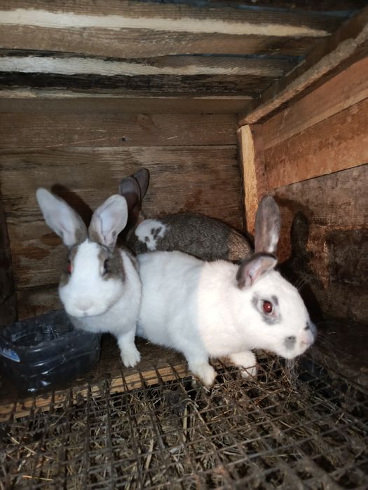 Продам кроликов х