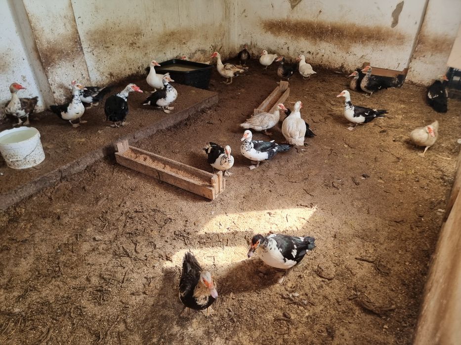 Индоутка (Утка) несутся