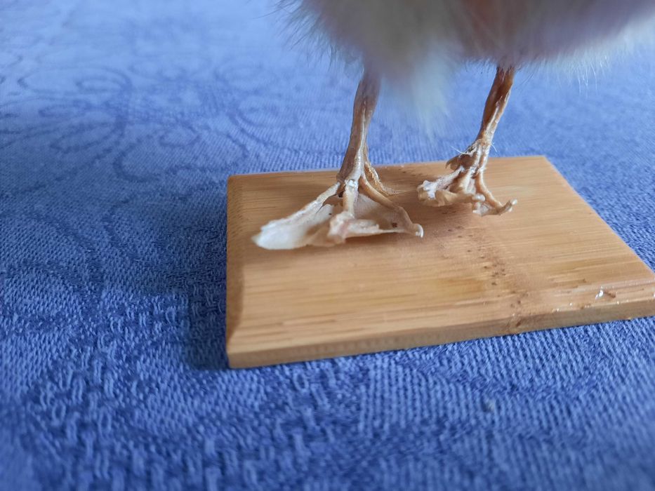 Сувенир патенце на дървена поставка