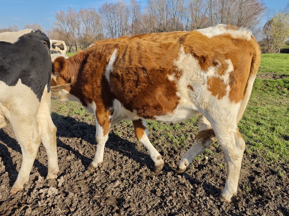 Свободни телета 400-500кг.