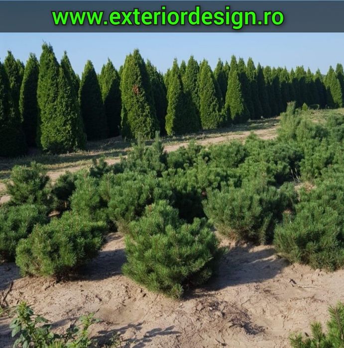 Pon pon, spirale tuia smarald, plante decorative pentru decor