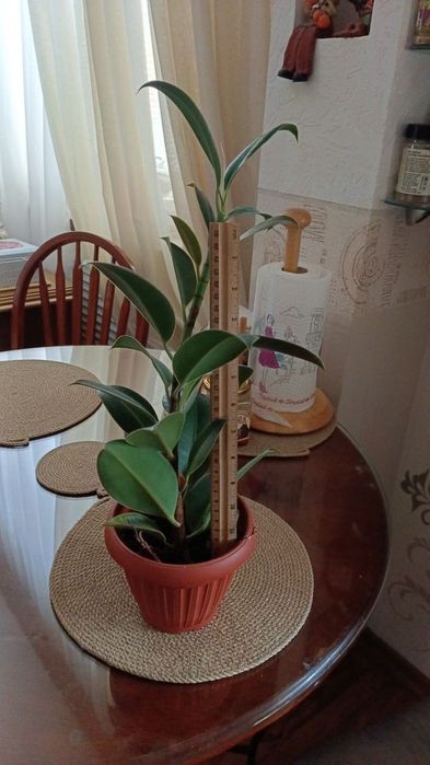 Продам Фикус Мелани
