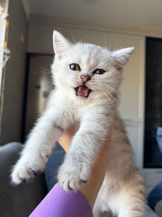 Котята Британские