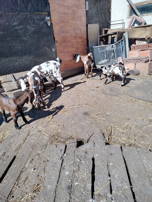 Masculi anglo nubian