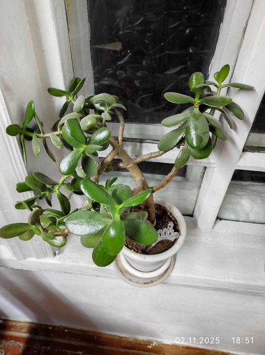 Цветы комнатные в горшках