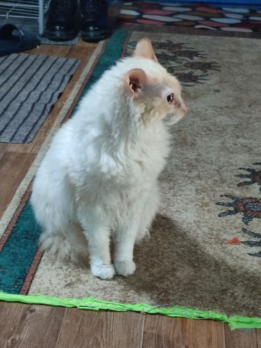 Кот очень ласковый общительный