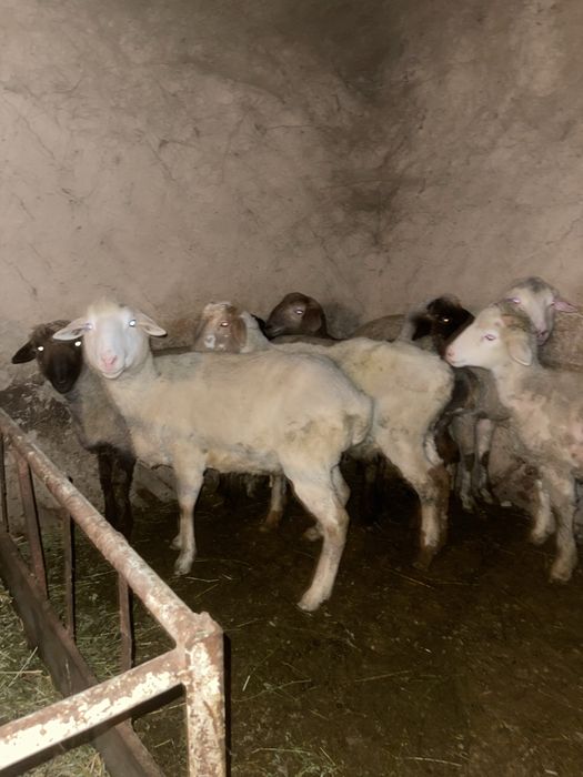 Продам бараны и токтушки