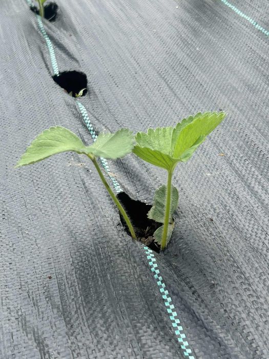 Stoloni capsuni, soiul vibrant