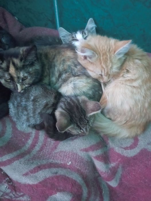 Котята разные...