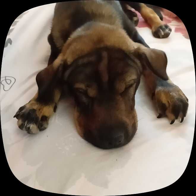 Cățelușa shar pei