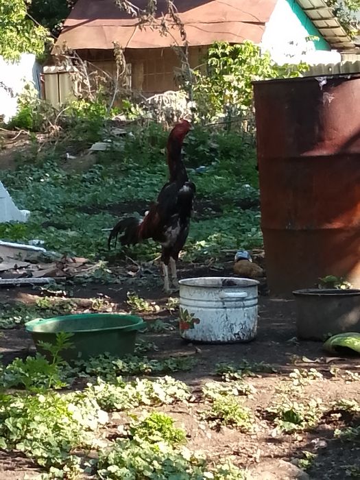 Продам даканов хорошей крови