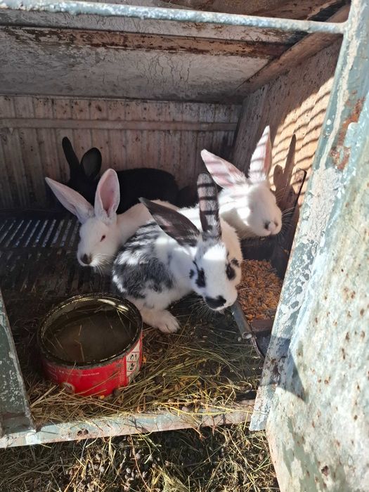 Хубави зайци  кръстоска