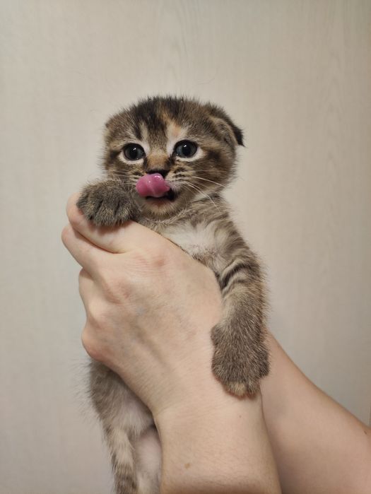 Котята скоттиш фолд и стрейт