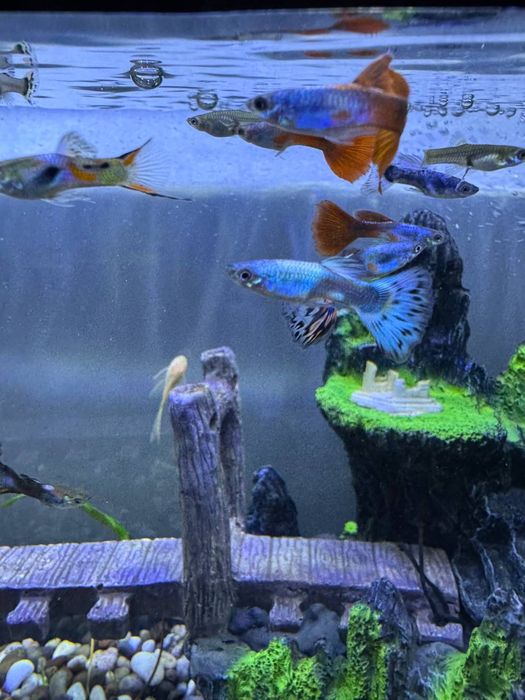 Гуппи 3000 оптом