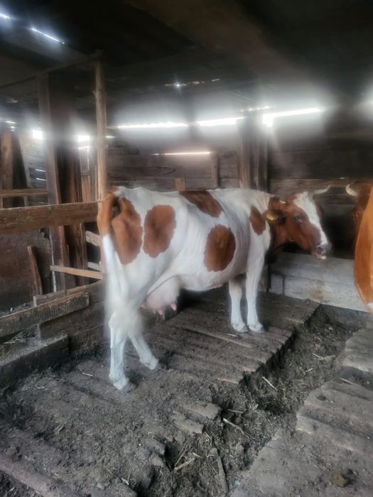 Продам КРС / Сиырлар мен бұзаулар сатылады