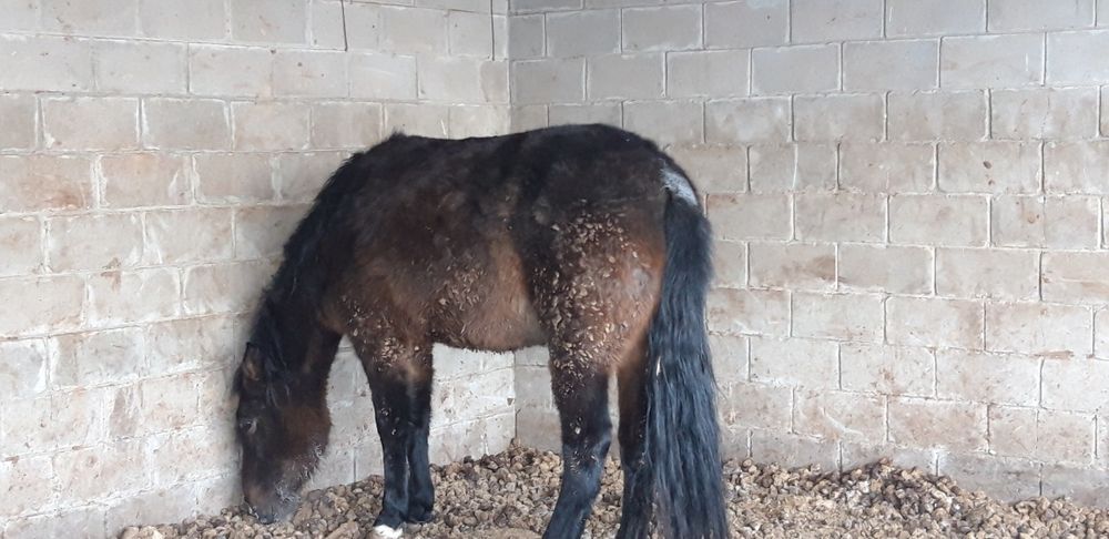 Продам лошадь на согым!