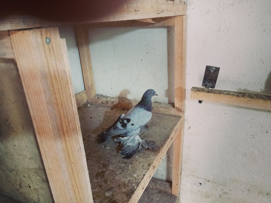 Голуби на игру. Молодёжь.