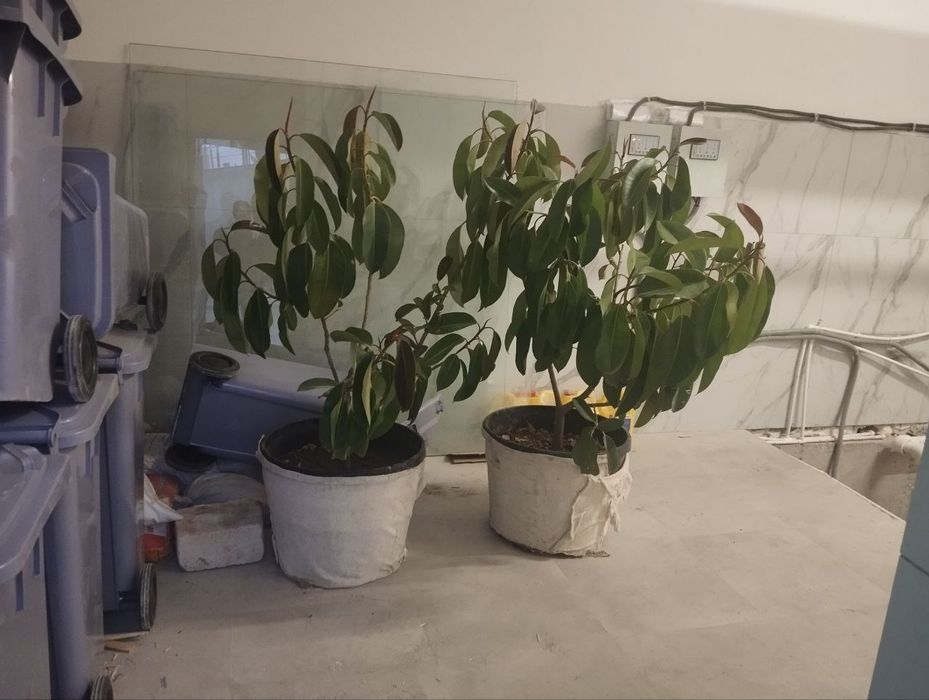 Комнатные растения фикус