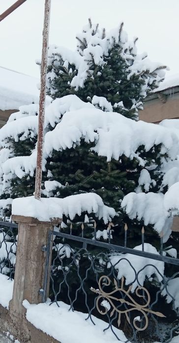 Продам ёлка висата 3.5 метр