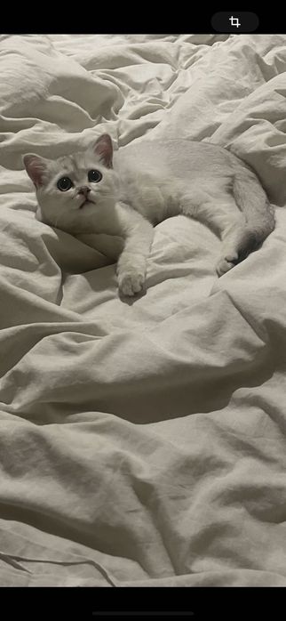 Продается британская шиншилла (серебристый окрас)