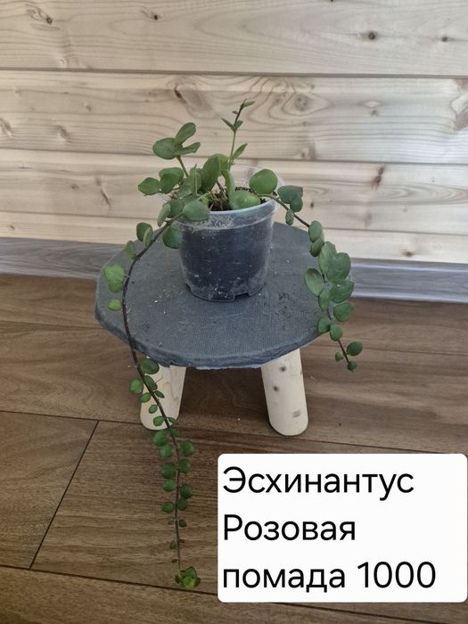 Продам комнатные цветы