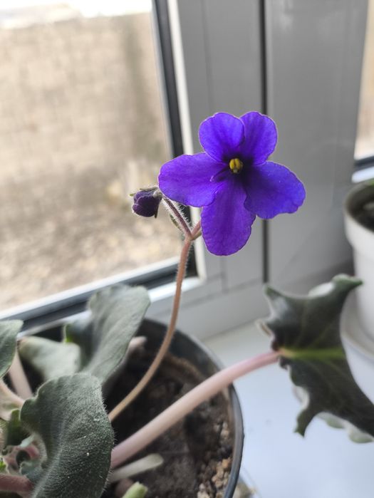 Цветущие фиалки и денежное дерево