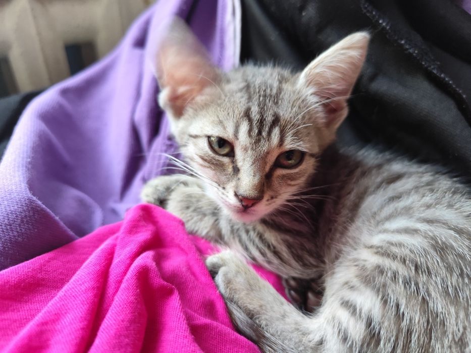 Котенок в добрые руки