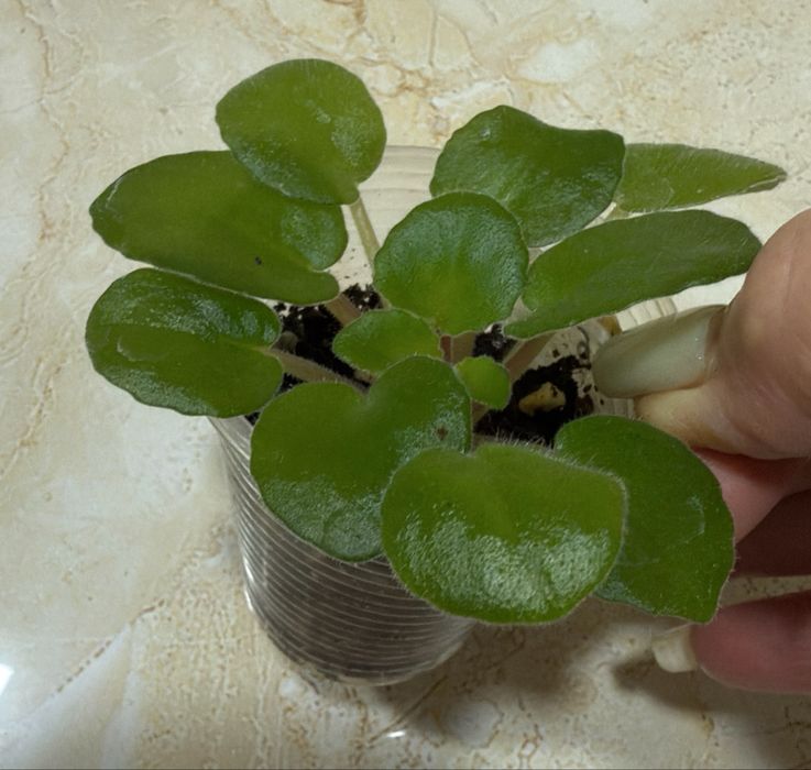 Фиалки продам детки и взрослую