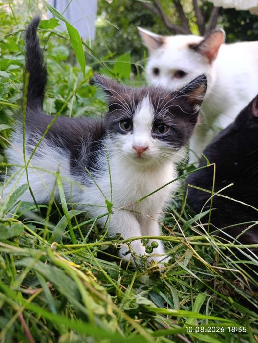 Котята ищут своих людей