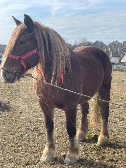 De vânzare iapa de 7 ani