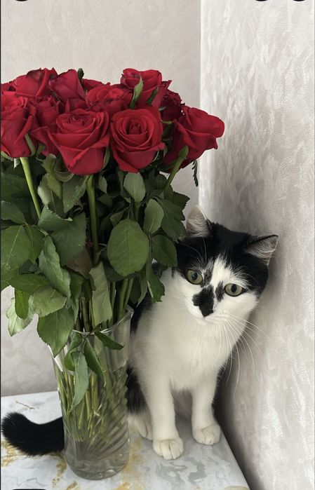 Отдам кошку в хорошие руки.