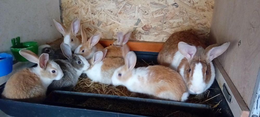 Iepurițe hicole cu pui de vânzare