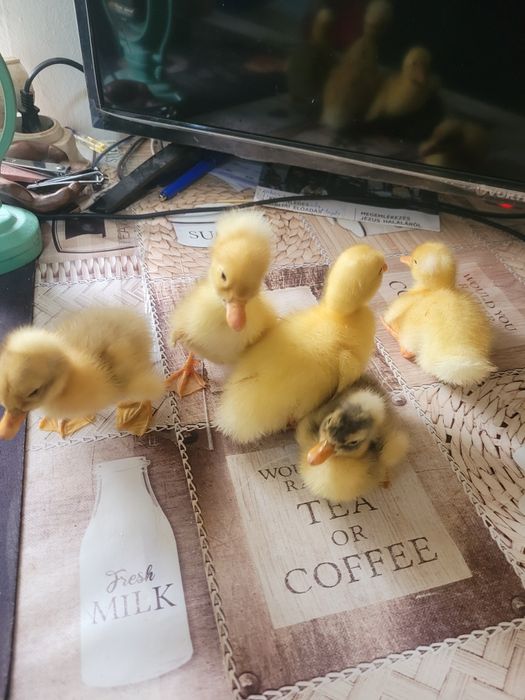 Vând rățuşte cu moț