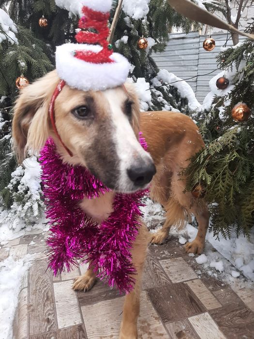 ПорОдиСтыЕ соБаЧки