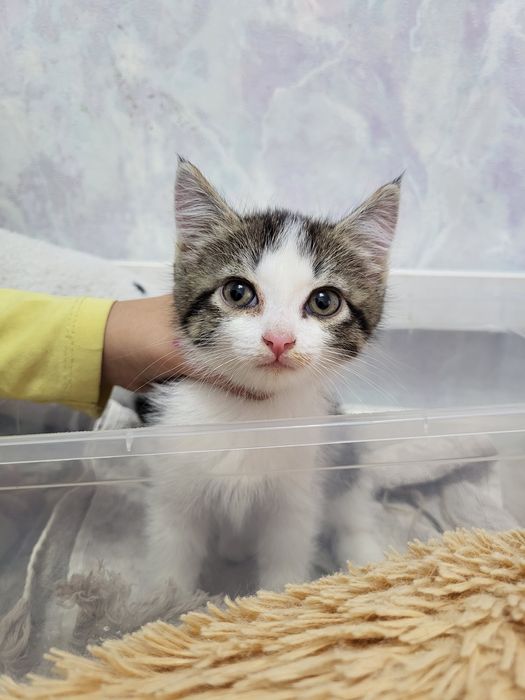 Отдам котенка девочку в добрые руки