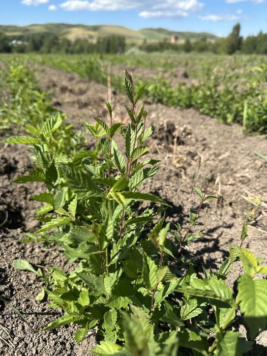 Вязь сеянцы мелколистной