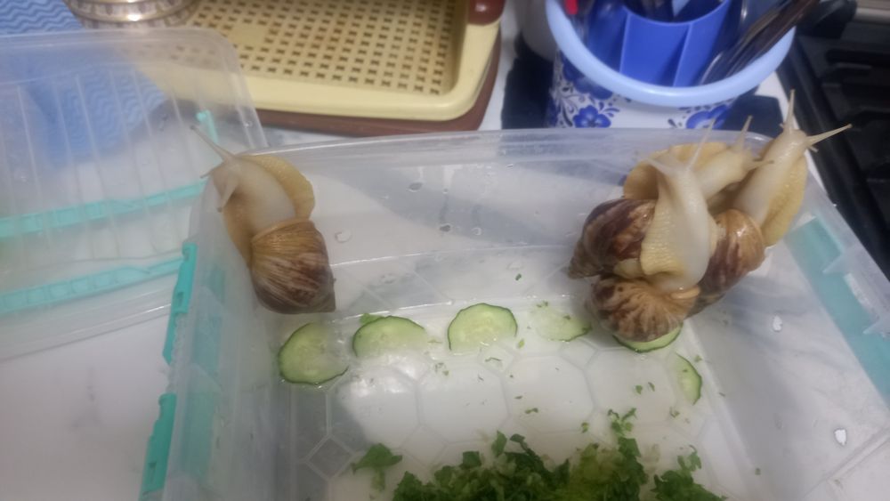 Улитка сатылады 4 еу