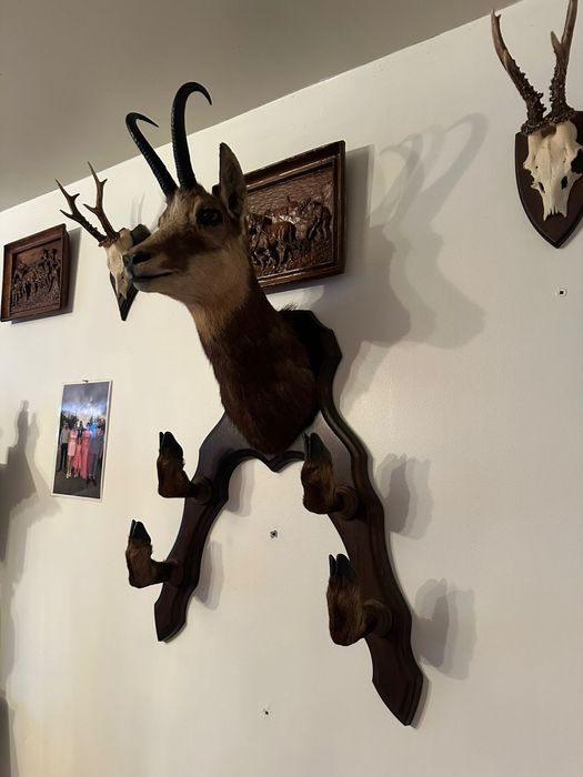 Trofeu naturalizat capră neagră