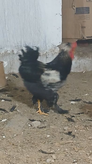 Сотилади соглом хурозлар