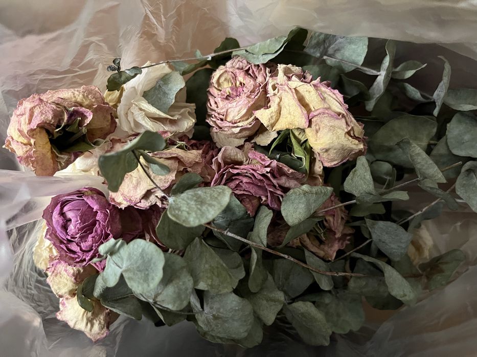 продам сухие цветы