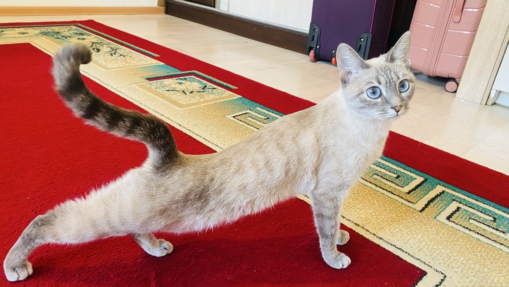 Сиамская Кошка , 1.5 жаста мысык