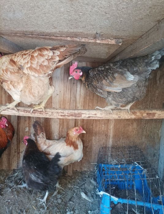 Joydori tovuqlar sotiladi xamasi tug'adi