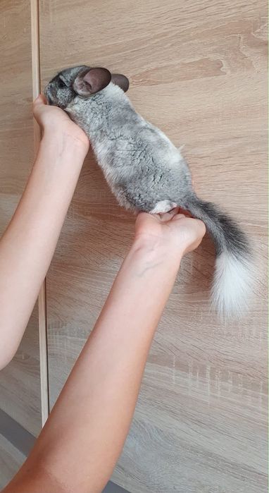 Chinchila pui  3 luni