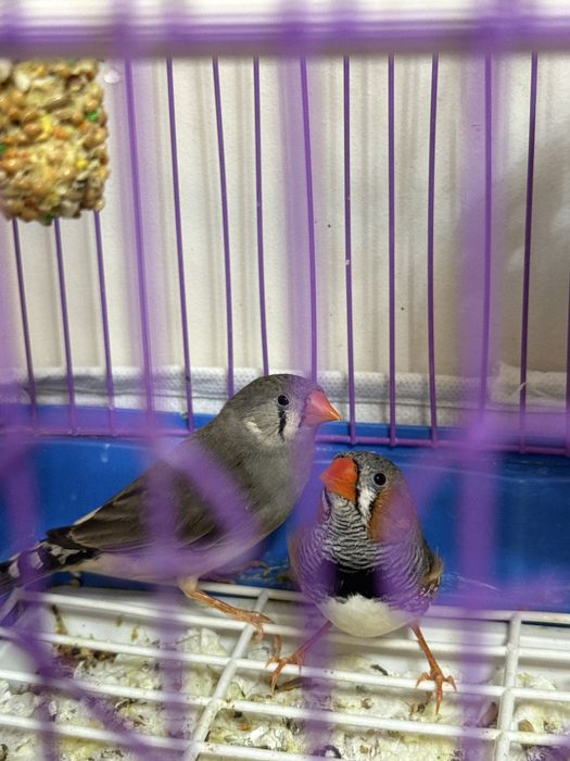 Продам зебровые амадины