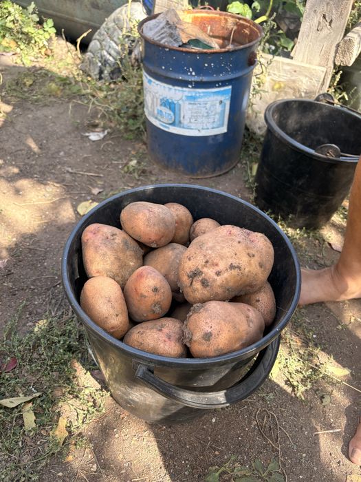 Продам картофель дачный отборный