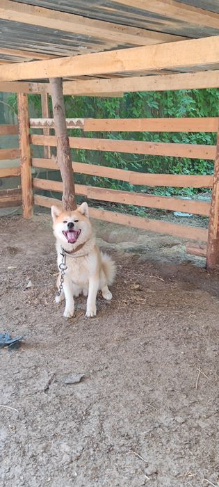 akita inu sotiladi 1yoshdan otgan urgochi toza qon klubdan olingan