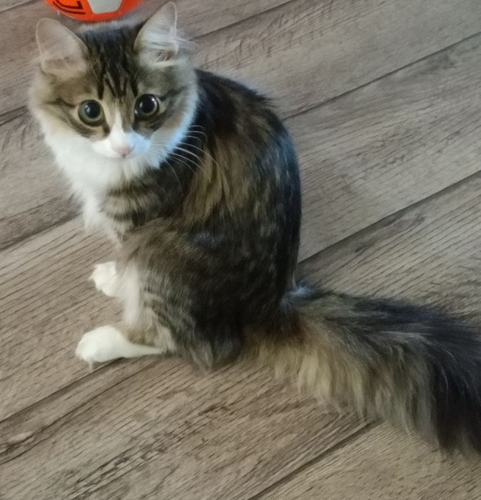 Отдам 8 месячную кошку