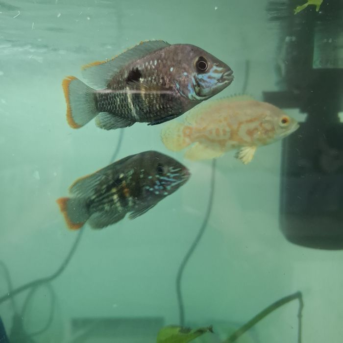 Продам аквариум с рыбками