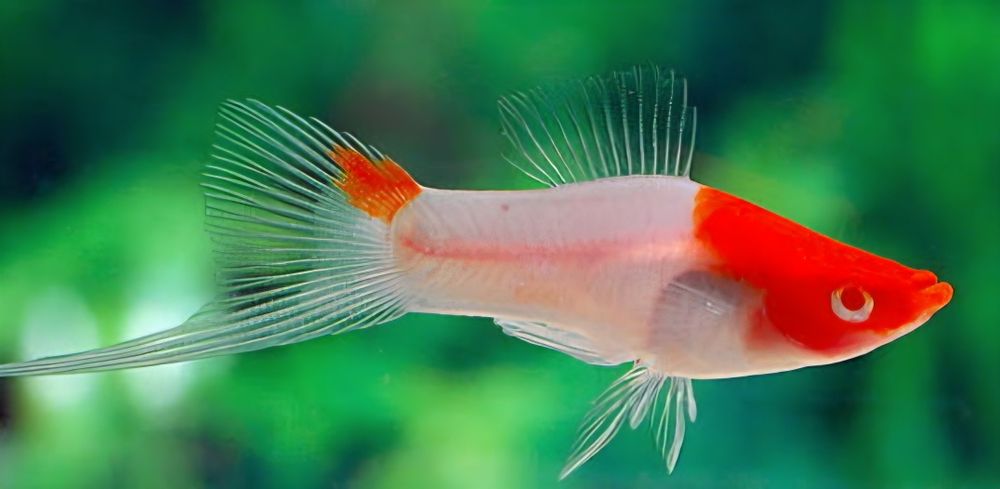 Меченосцы и пецилии