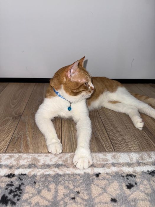 Боня кошка бесплатно